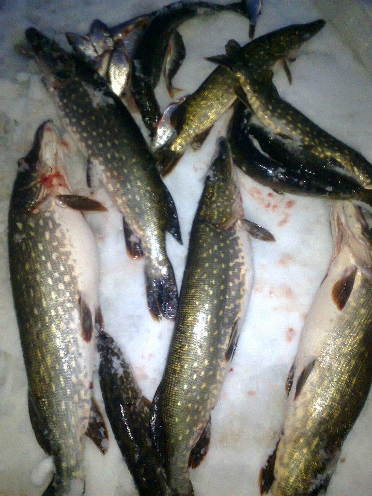 Сергей Григорьев | Великие Луки