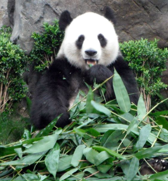 №71, Анна Федяй, Москва №71, Анна Федяй, Москва