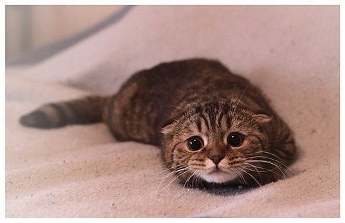 Анютка Салина | Москва