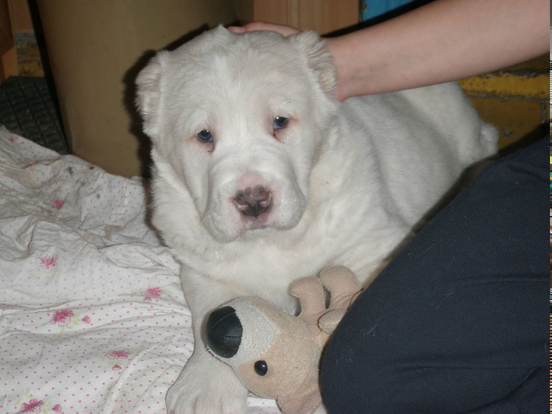 Анна Шенцева | Кемерово