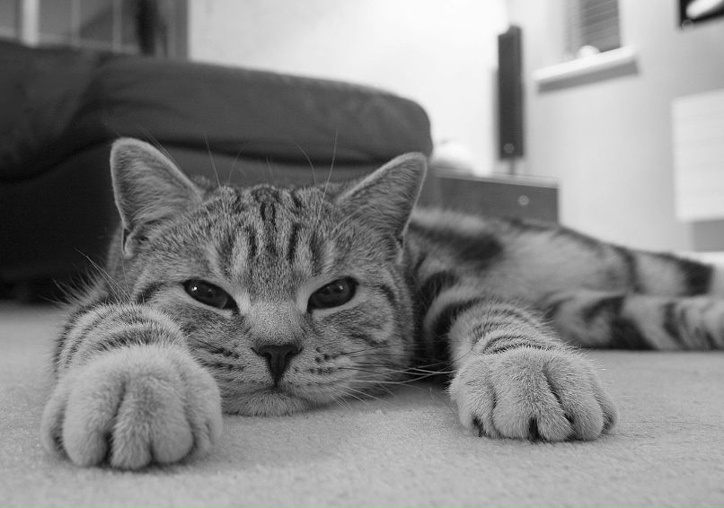 Елена Сергеева | 