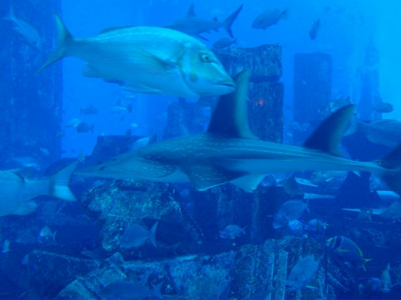 Серёга Агафонов | Харьков