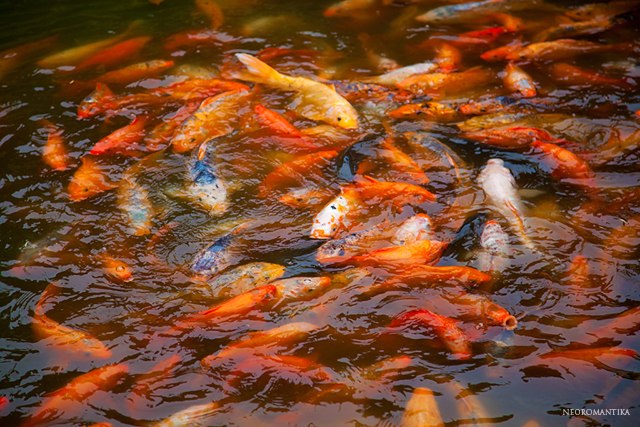 Катрине Neoromantika | Москва