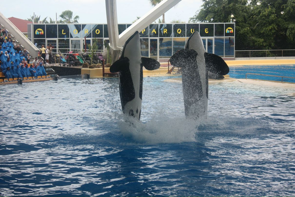 Александр Митрофанов | Санкт-Петербург