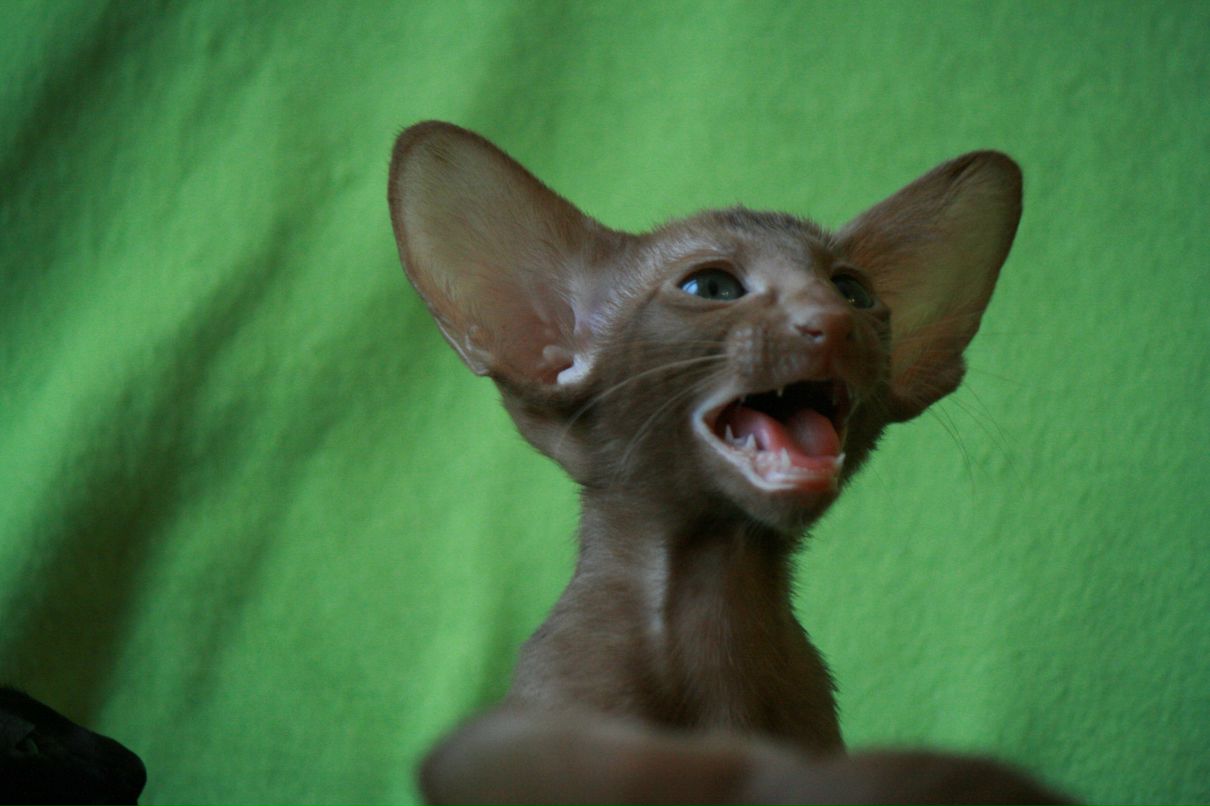 Светлана Пастушенко | Москва