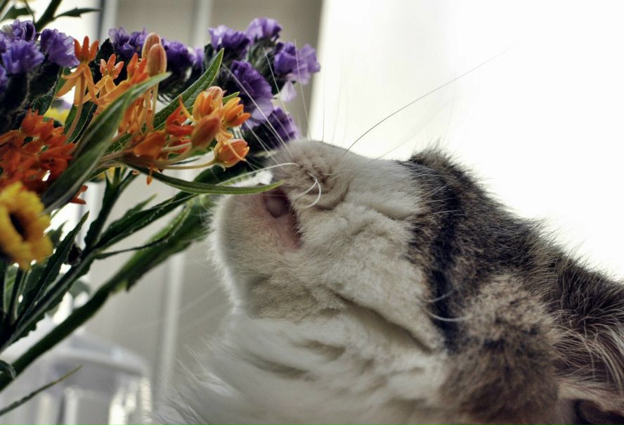 №13, Оксана Волкова №13, Оксана Волкова