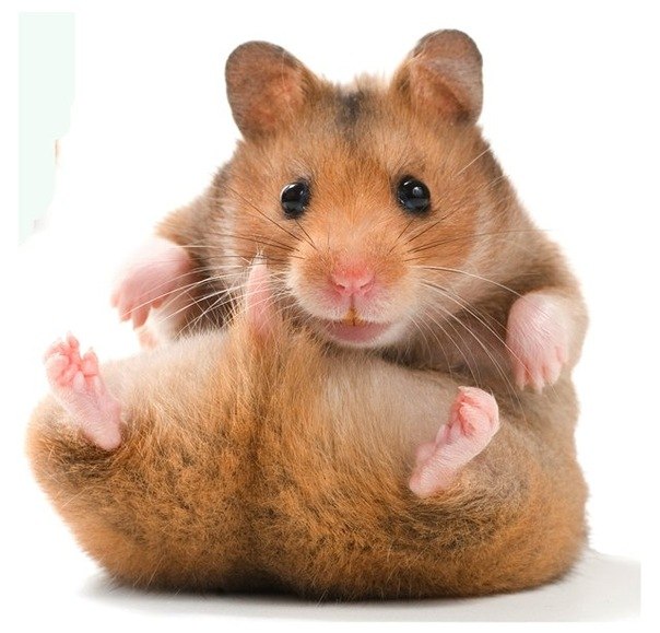 Дима Коробка Заебался | Старичи