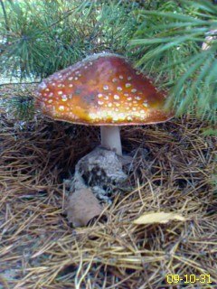 Гена Нетребко Михайлович | Киев