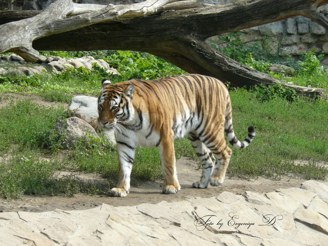 Евгения Дудорова | Ярославль