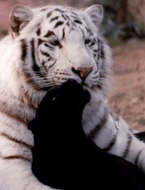 Саня Антонов | Москва