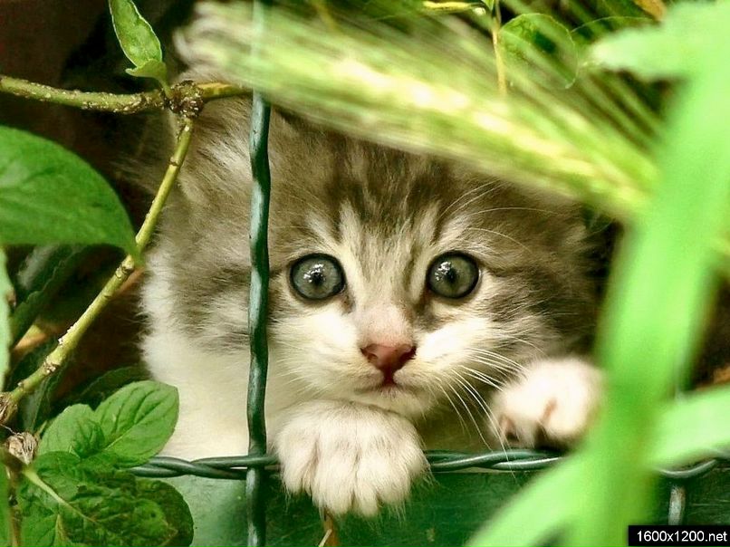 Елена Сергеева | Киев