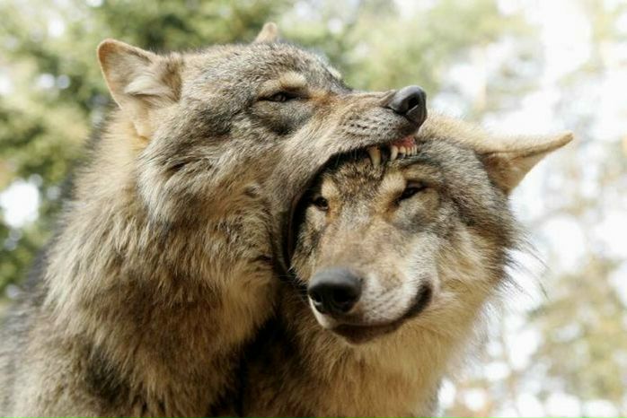 №93, Катерина Рожевий-Запорожець, Киев №93, Катерина Рожевий-Запорожець, Киев