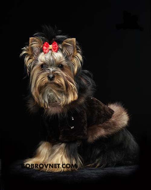 Алёна Вербовская | Киев