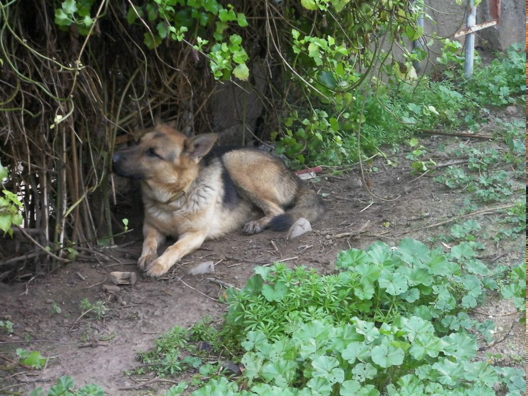 Karina Kosorukova | Larnaca