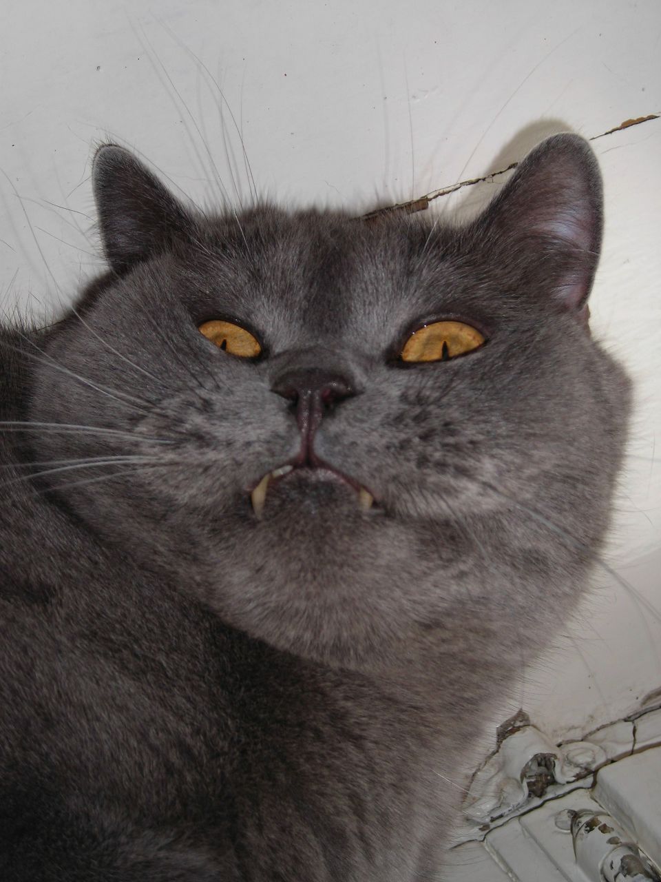 Наталья Железникова | Новосибирск