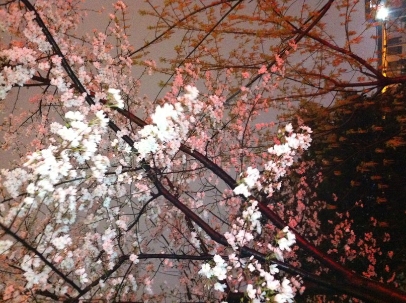 Александр Сорока | Москва