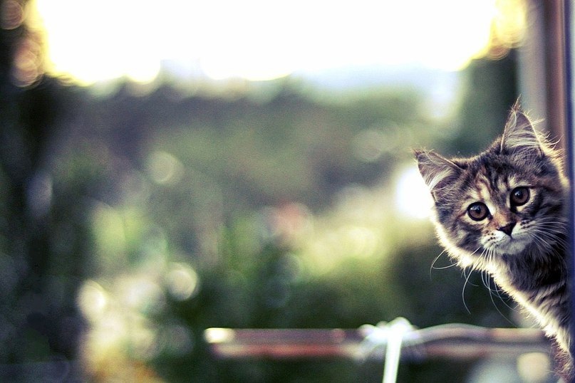 Маргарита Шелихова | Пушкино