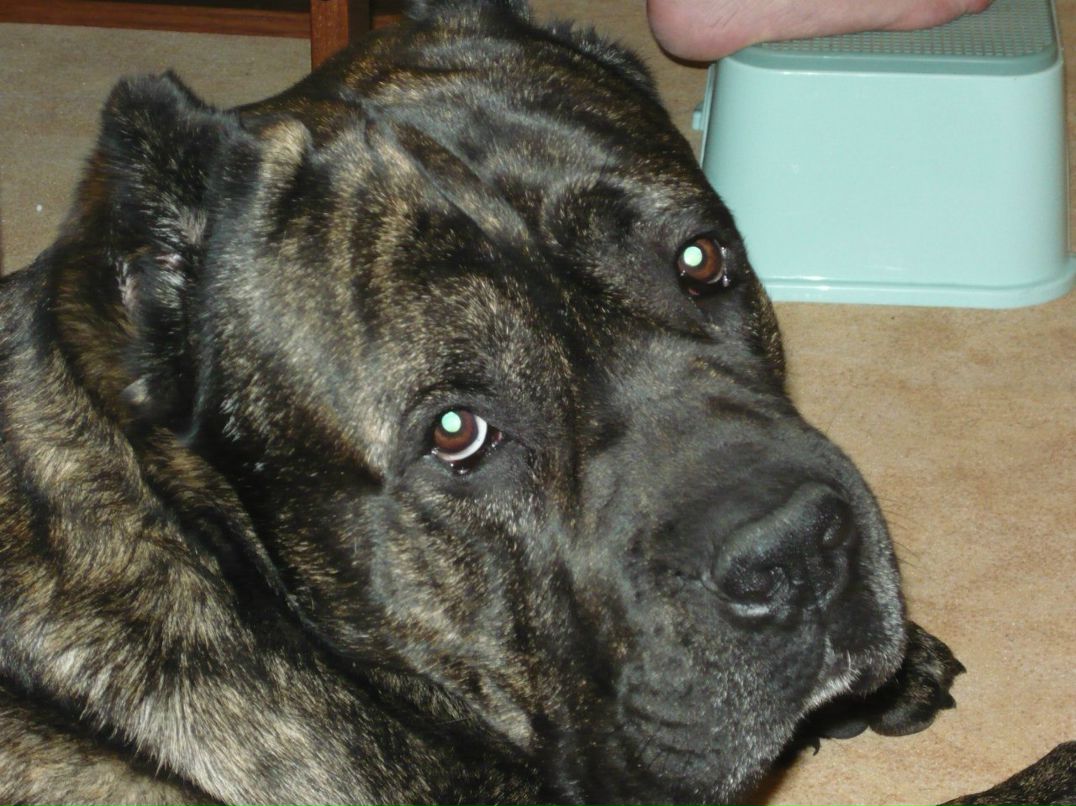 Андрей Мангуст Мангуст | Москва