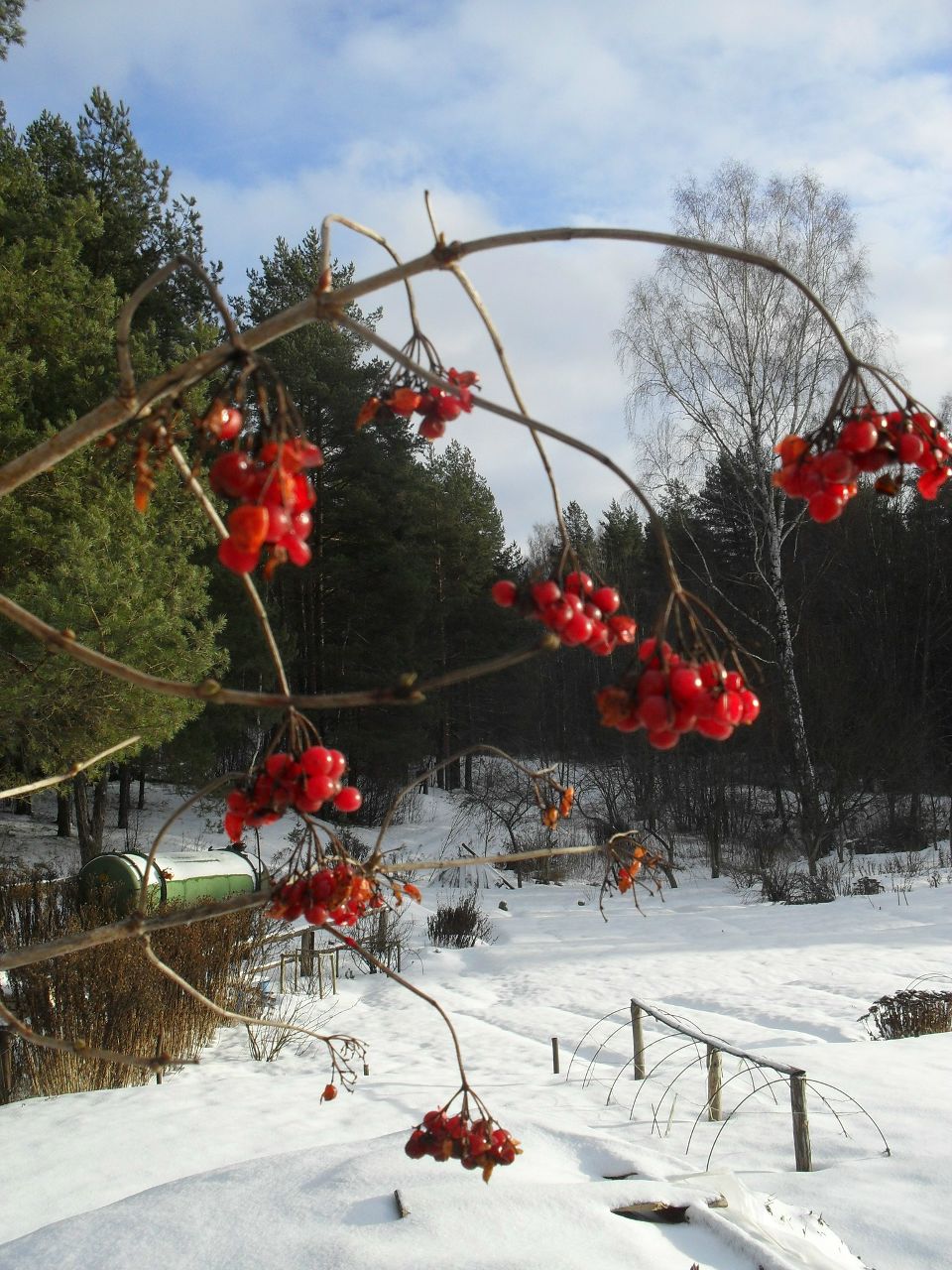 Надежда Шевцова | 