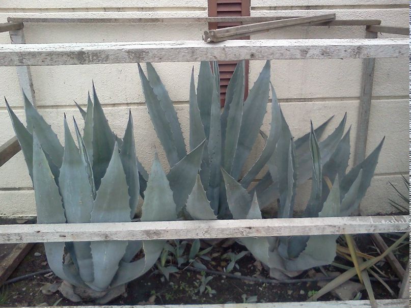 Сергей Корнюшин | Орёл