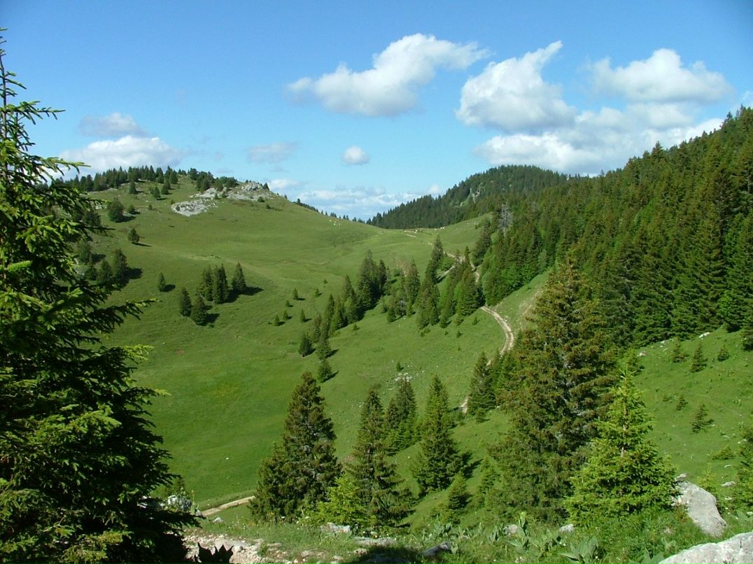 Фредерика Фошэ | Paris