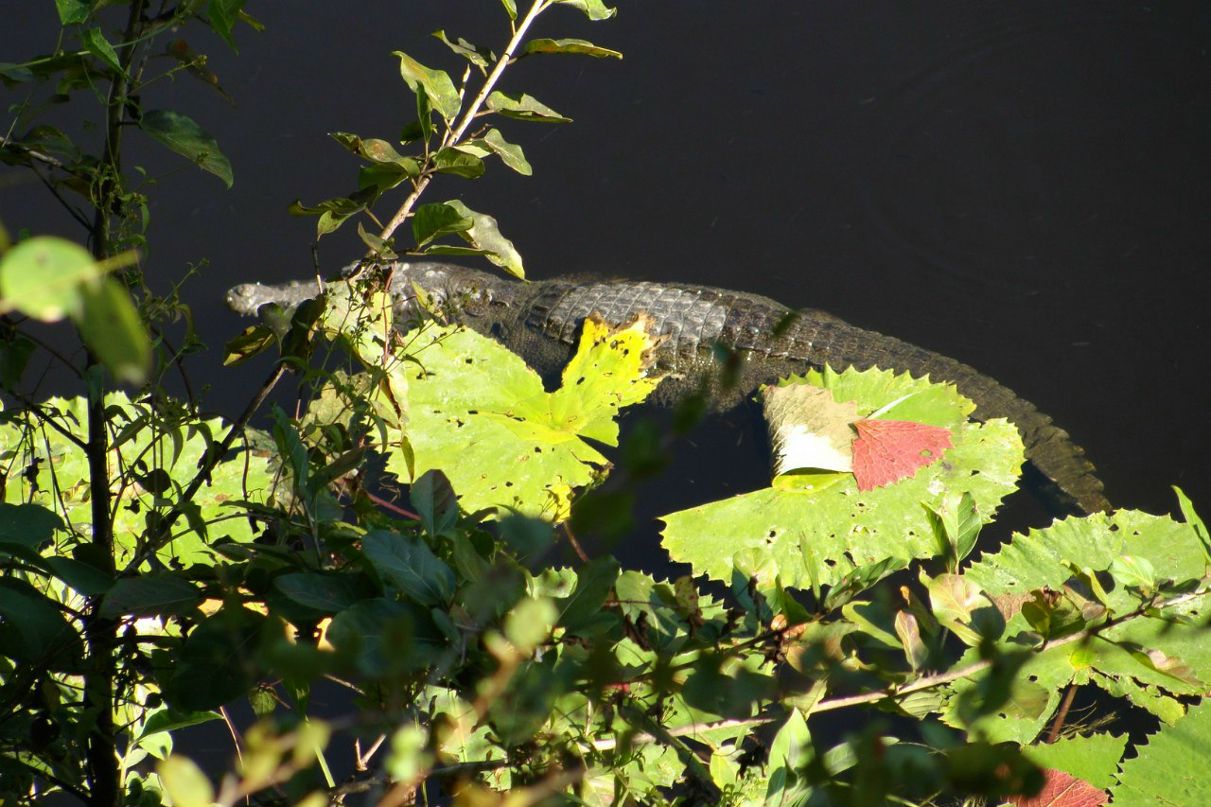 Максим Долинский | Washington, D.C.