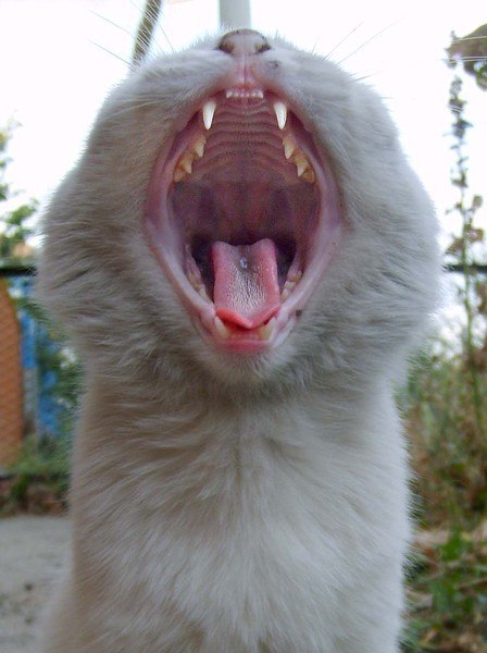 Людмила Исагова Lusindra | Санкт-Петербург