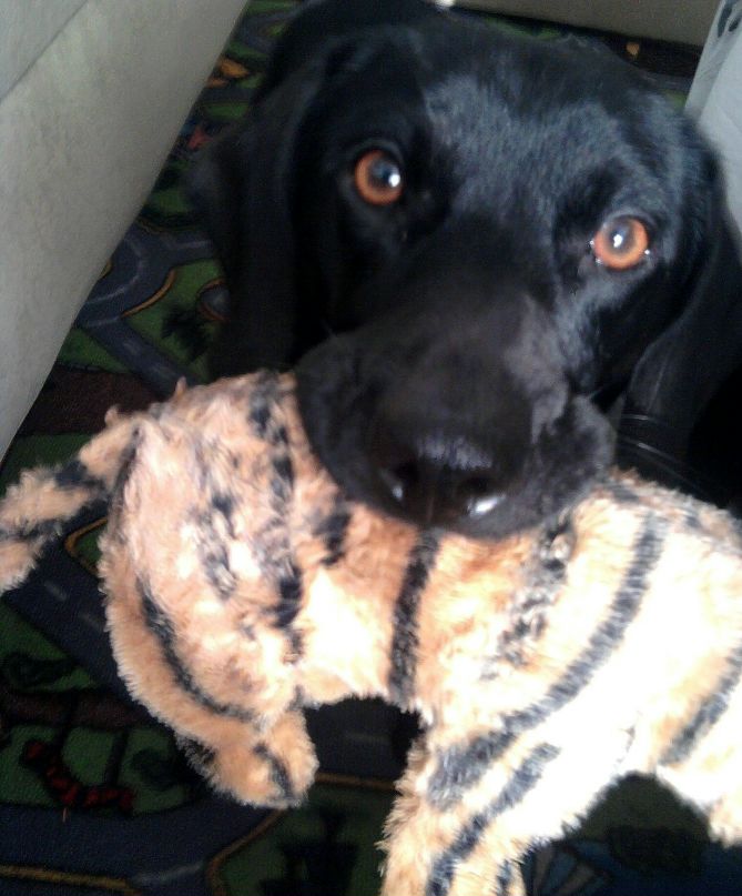 Tox Милкофф GinnyT | Москва