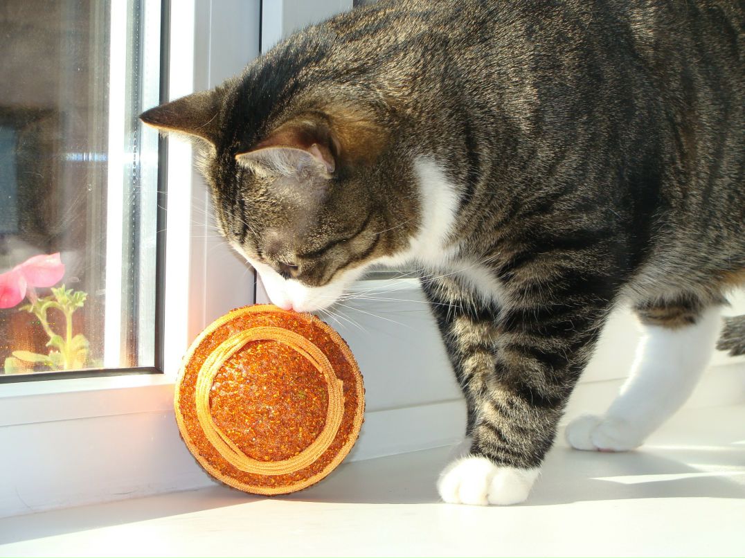 Буся Толстожопов | Петрозаводск