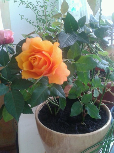 №99, Людмила Полищук, Одесса №99, Людмила Полищук, Одесса