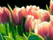 Елена Гиматова | Ульяновск