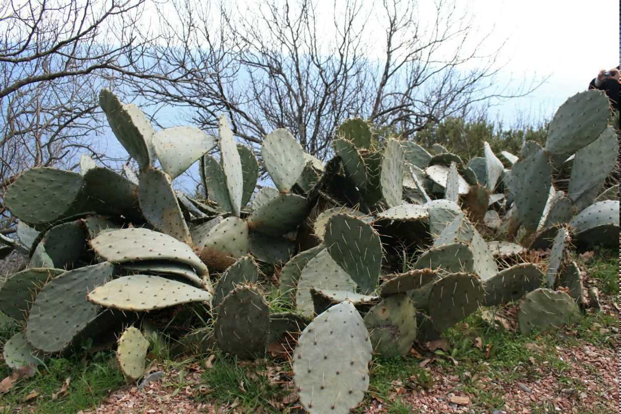 Юлия Конова | Севастополь (село)