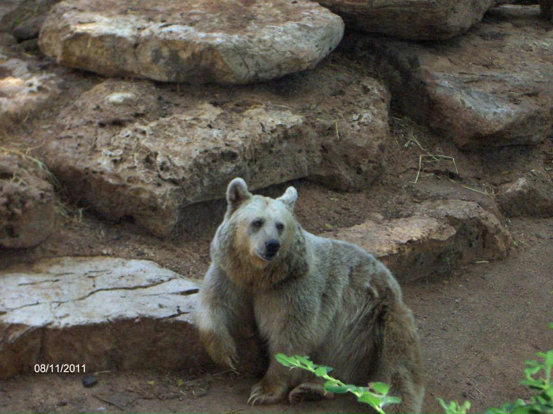 Юлия Степанова | Ariel
