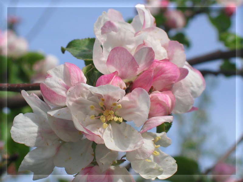 Любовь Лобанова | 