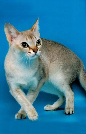 Kitty Yo | Москва