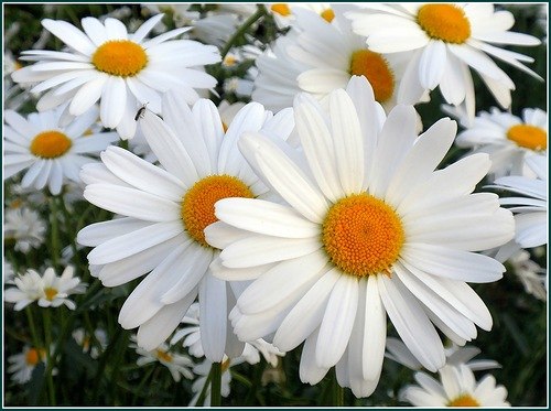 Дилором Филиппова | Камышин