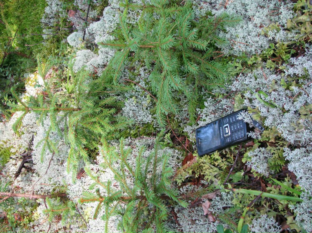 Сергей Воронец | Санкт-Петербург