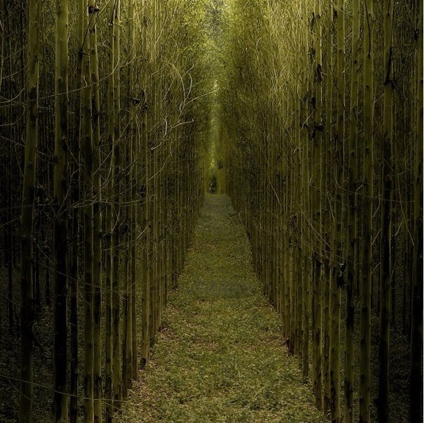 Антон Герасимов | Санкт-Петербург