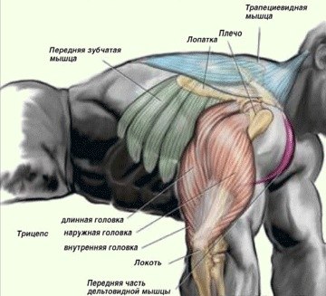Евгений Курпатин | Могилёв