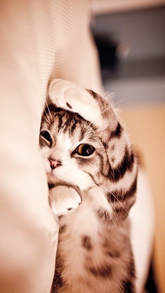 Елена Королева ღ♥ღ˜”*°•.♡.•°*”˜ღ♥ღ | San Francisco