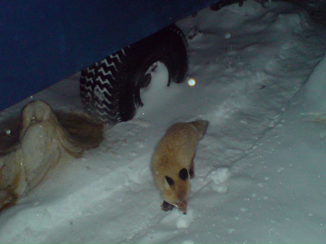 Илья Горшков | Курск