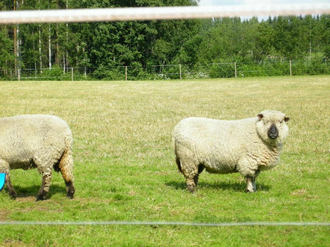 Максим Коронов | Санкт-Петербург