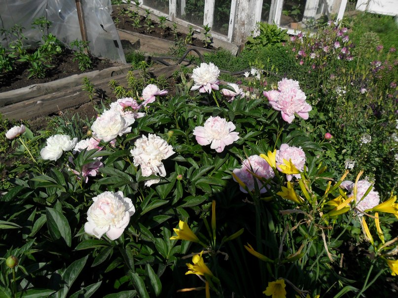 Анюта Назарова | Красноярск