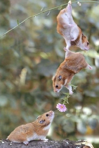 Кирилл Котов | Кохма