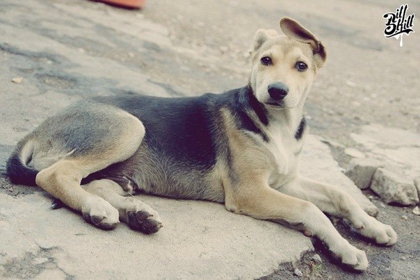 Jeremy Clarkson | Новосибирск