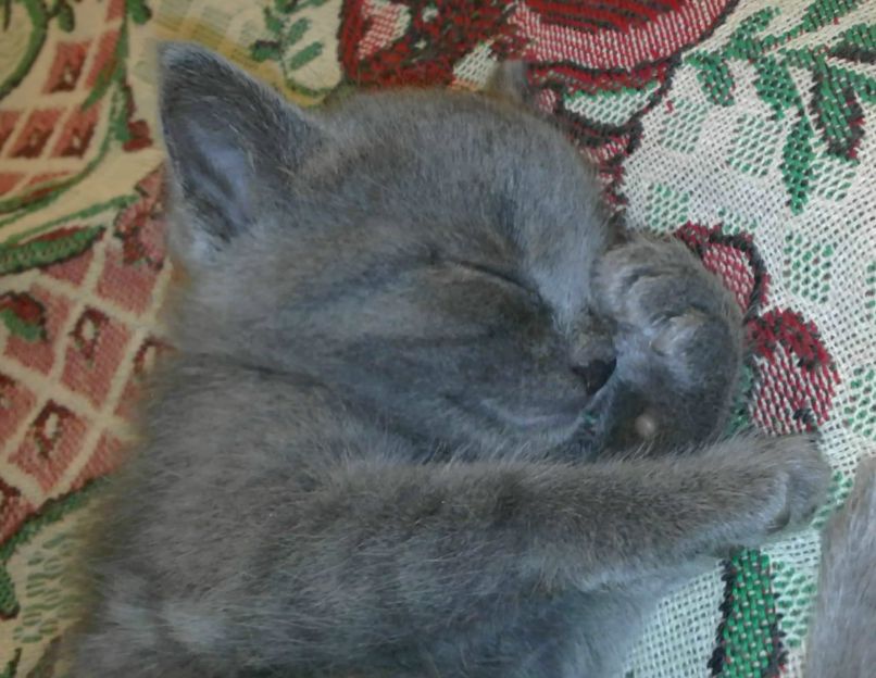 Анна Неменущих | Красноярск