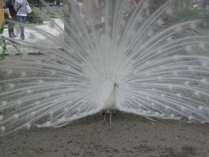 Валентина Козарь | Харьков