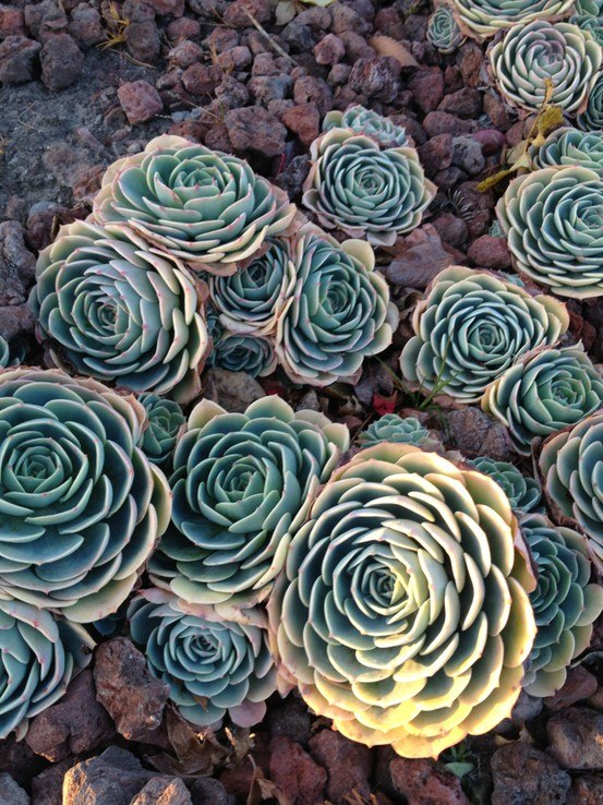 Евгения Алексеева | 