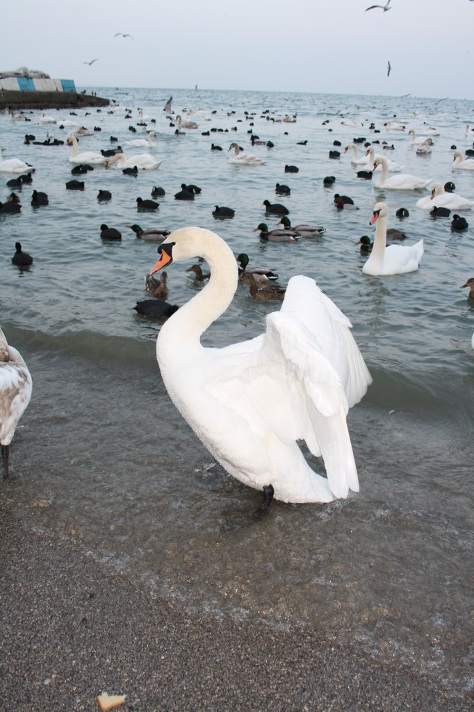 Яночка Киселёва | Комаровка