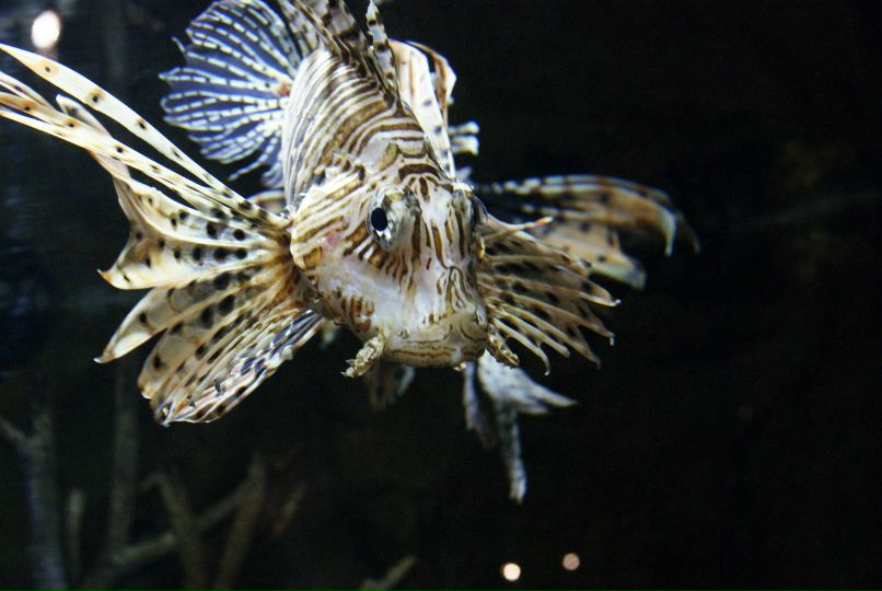 Ольга Борисова | Балаково